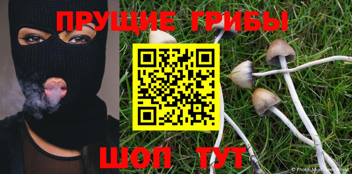 Псилоцибиновые грибы GOLDEN TEACHER  Псилоцибиновые грибы GOLDEN TEACHER  Вход с VPN  Славгород 